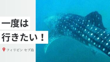 セブ島でジンベイザメと泳ぐ！オスロブ日帰り旅のリアル体験
