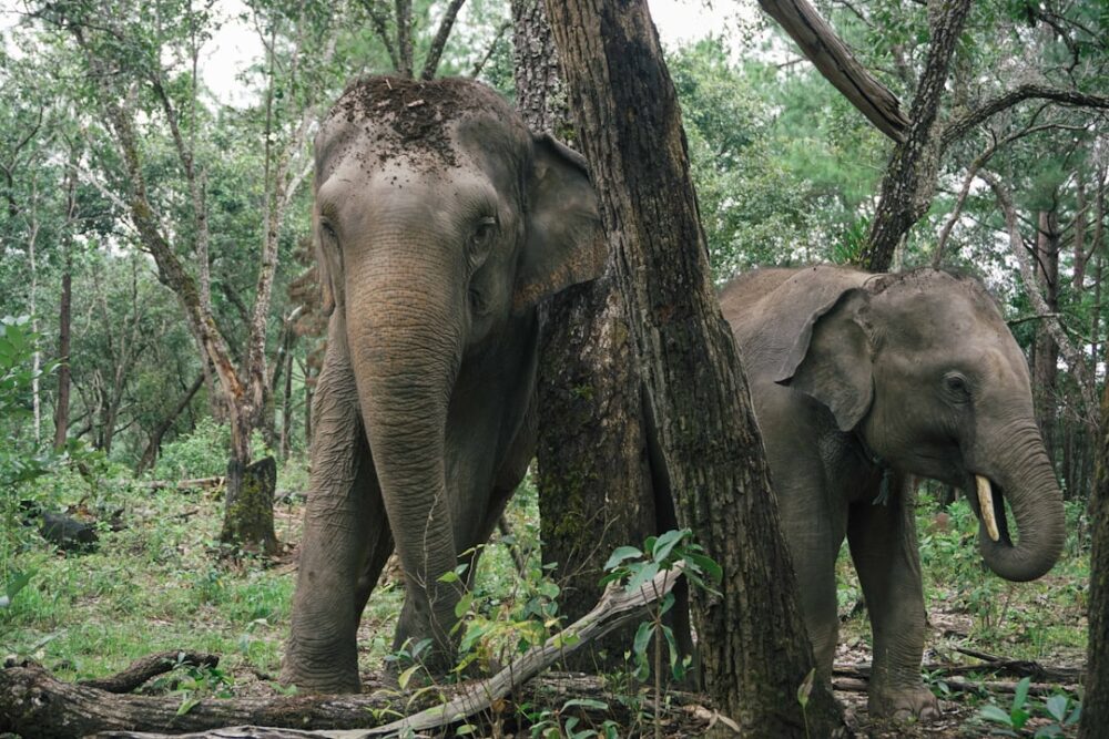 エレファントサンクチュアリ体験