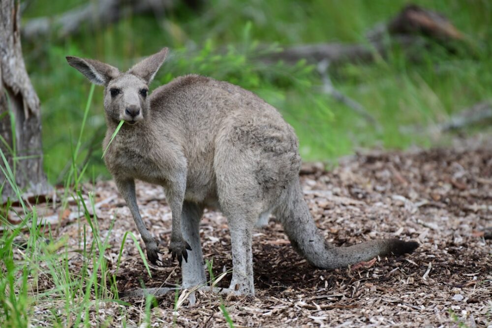 カンガルー肉料理