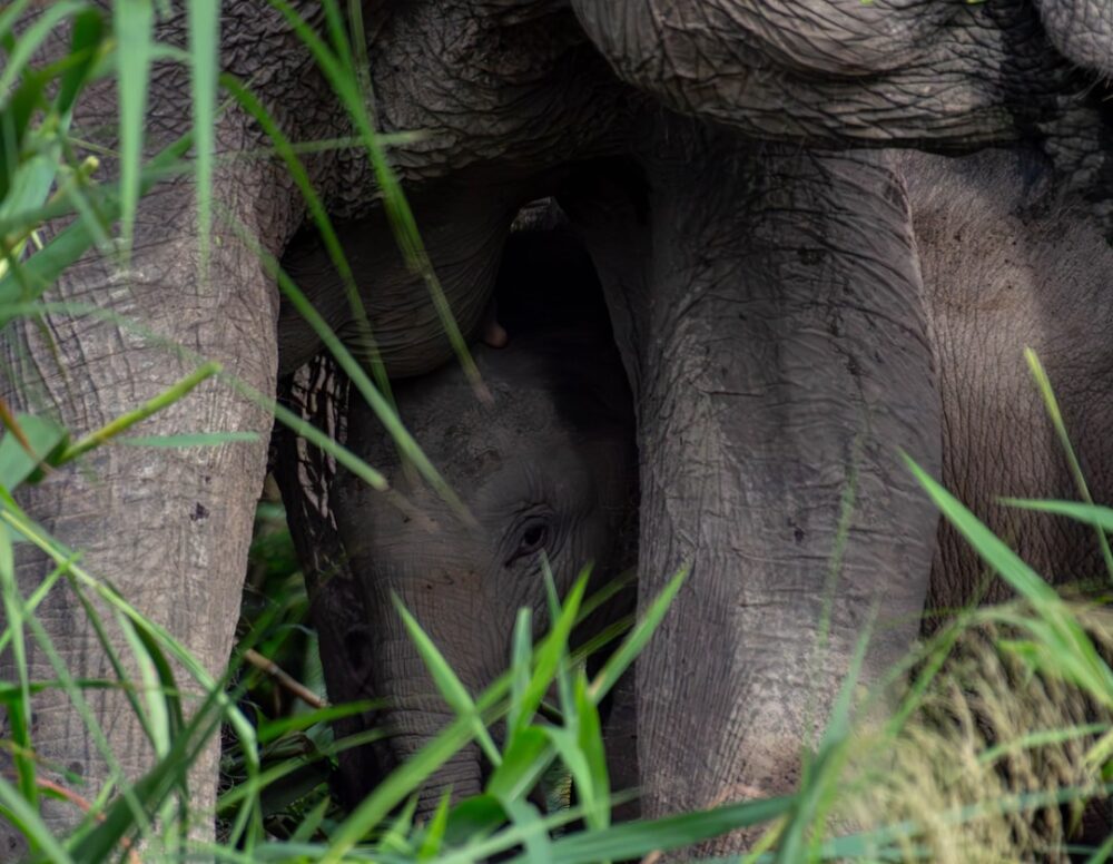 エレファントサンクチュアリ