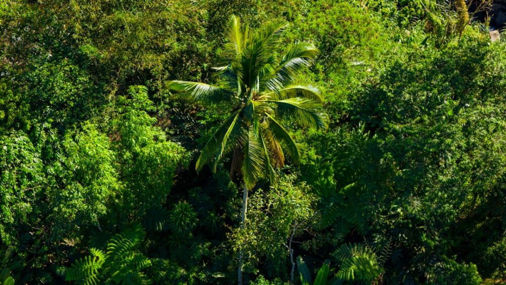 mosquito tropical jungle philippines health