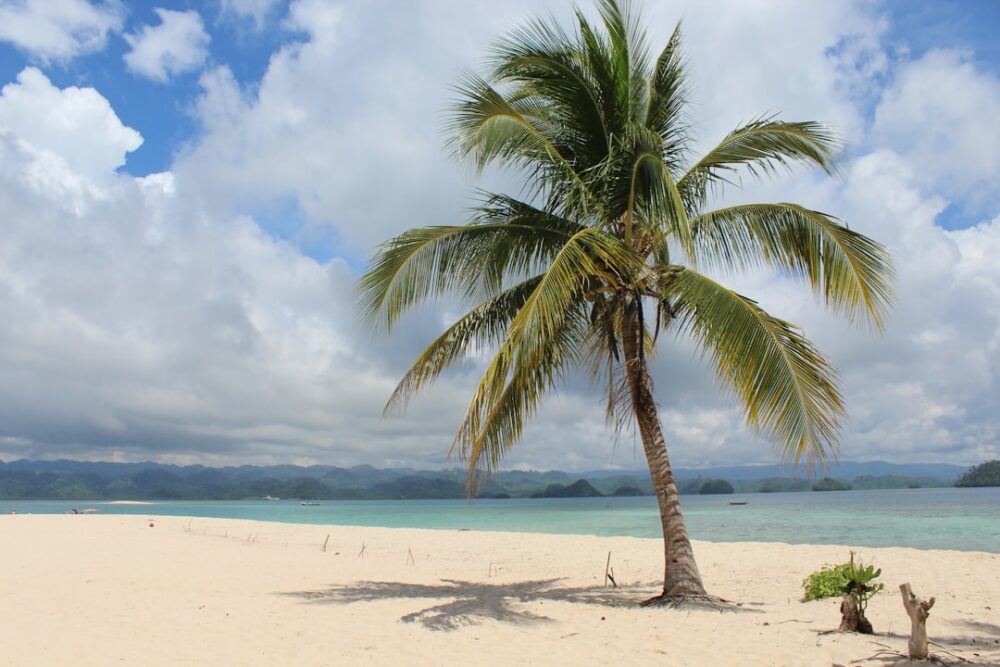 philippines tropical beach paradise palm tree